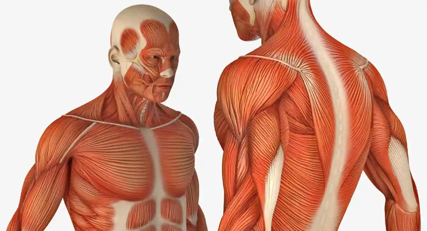 Muscular system